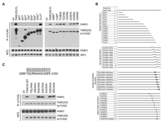 PARP1 Antibody in Western Blot (WB)