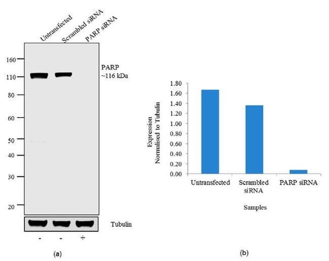 PARP1 Antibody in Western Blot (WB)