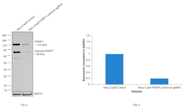 PARP1 Antibody