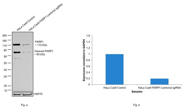 PARP1 Antibody in Western Blot (WB)