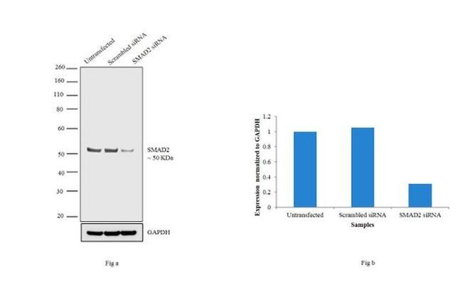 SMAD2 Antibody in Western Blot (WB)