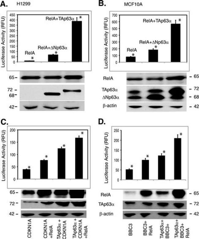 NFkB p65 Antibody in Western Blot (WB)