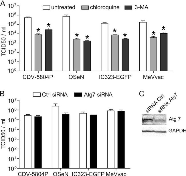 GAPDH Antibody in Western Blot (WB)