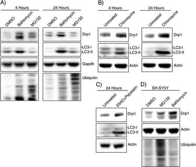 GAPDH Antibody in Western Blot (WB)