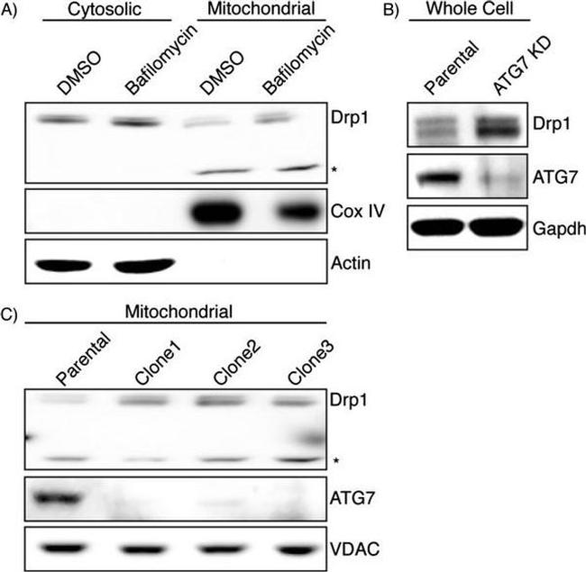 GAPDH Antibody in Western Blot (WB)