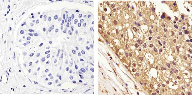 GAPDH Antibody in Immunohistochemistry (Paraffin) (IHC (P))