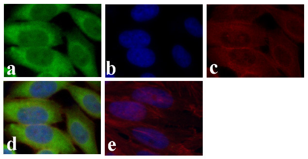 GAPDH Antibody in Immunocytochemistry (ICC/IF)