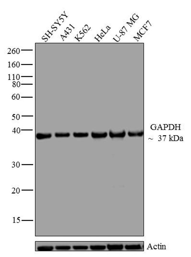 GAPDH Antibody in Western Blot (WB)