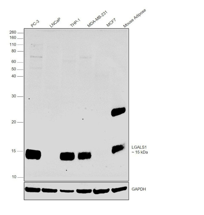 Galectin 1 Antibody