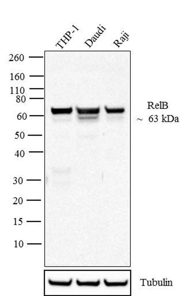 RelB Antibody in Western Blot (WB)