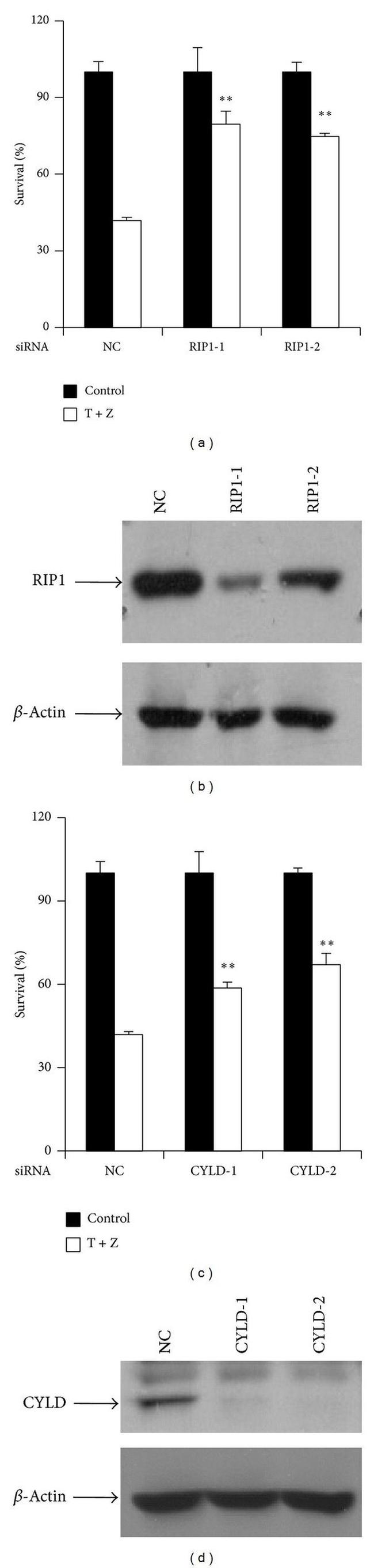 CYLD Antibody in Western Blot (WB)