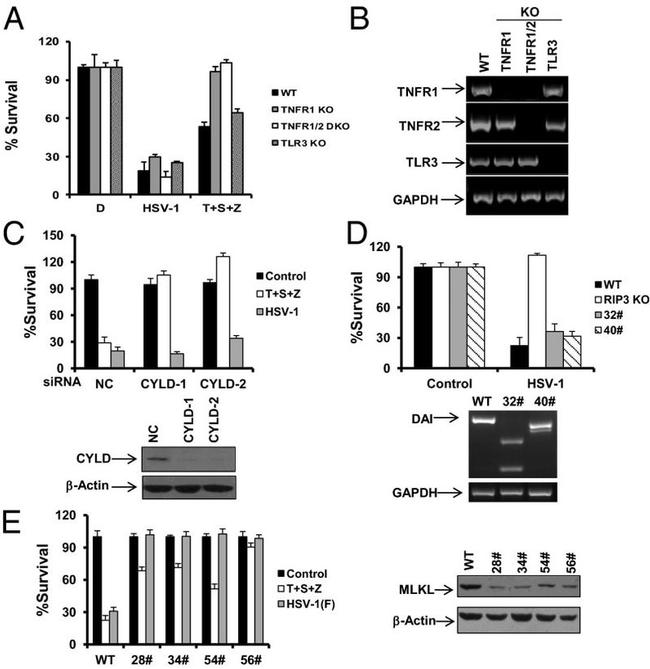 CYLD Antibody in Western Blot (WB)