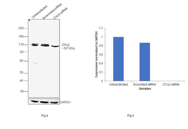 CYLD Antibody