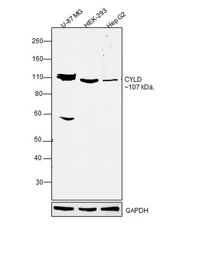 CYLD Antibody in Western Blot (WB)