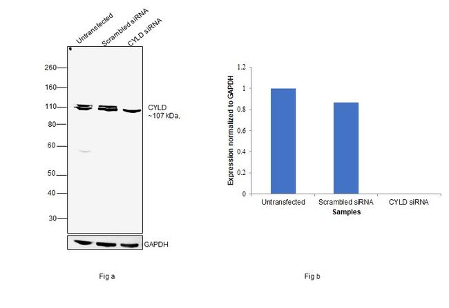 CYLD Antibody in Western Blot (WB)