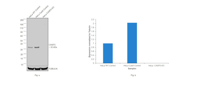 Caspase 3 Antibody