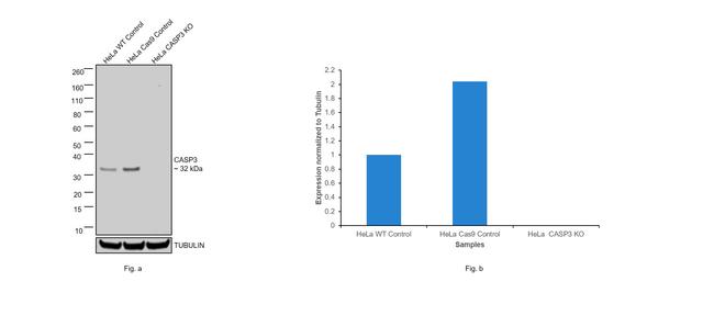 Caspase 3 Antibody in Western Blot (WB)