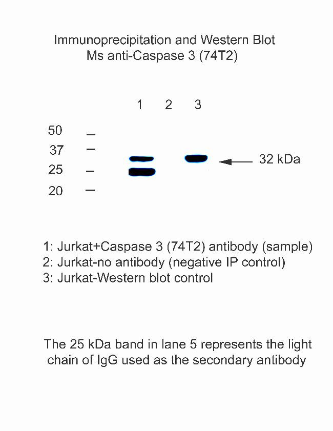 Caspase 3 Antibody in Immunoprecipitation (IP)