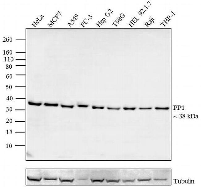 PP1 alpha Antibody in Western Blot (WB)