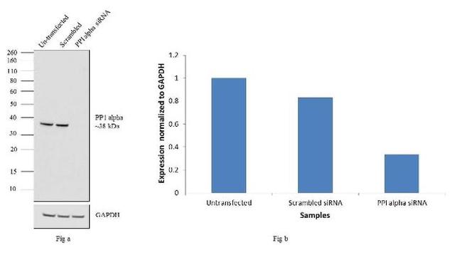 PP1 alpha Antibody in Western Blot (WB)