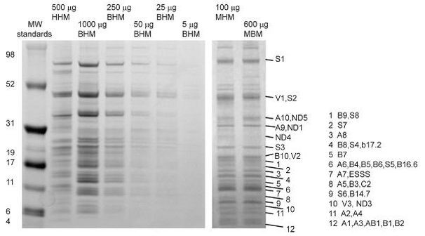 Complex I Antibody in Immunoprecipitation (IP)