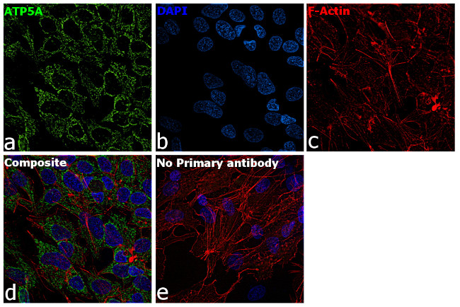 ATP synthase Antibody in Immunocytochemistry (ICC/IF)