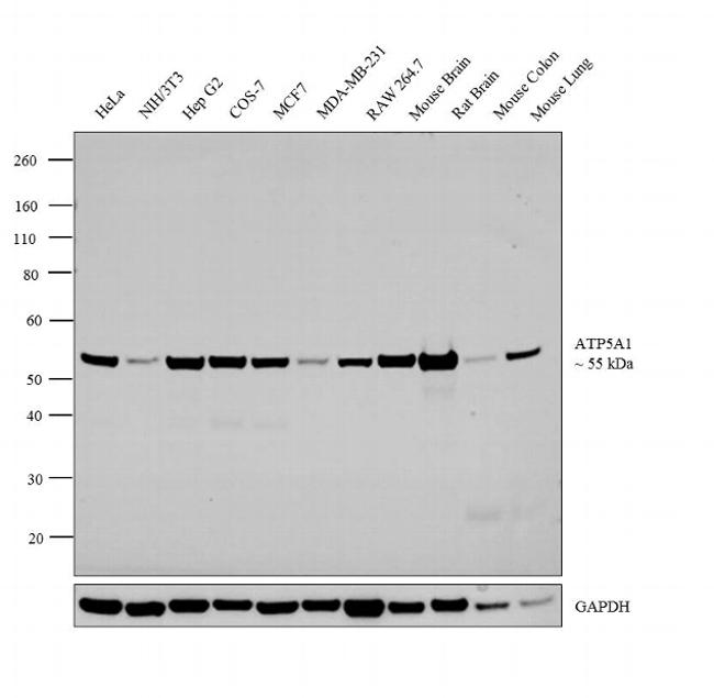 ATP5A1 Antibody in Western Blot (WB)