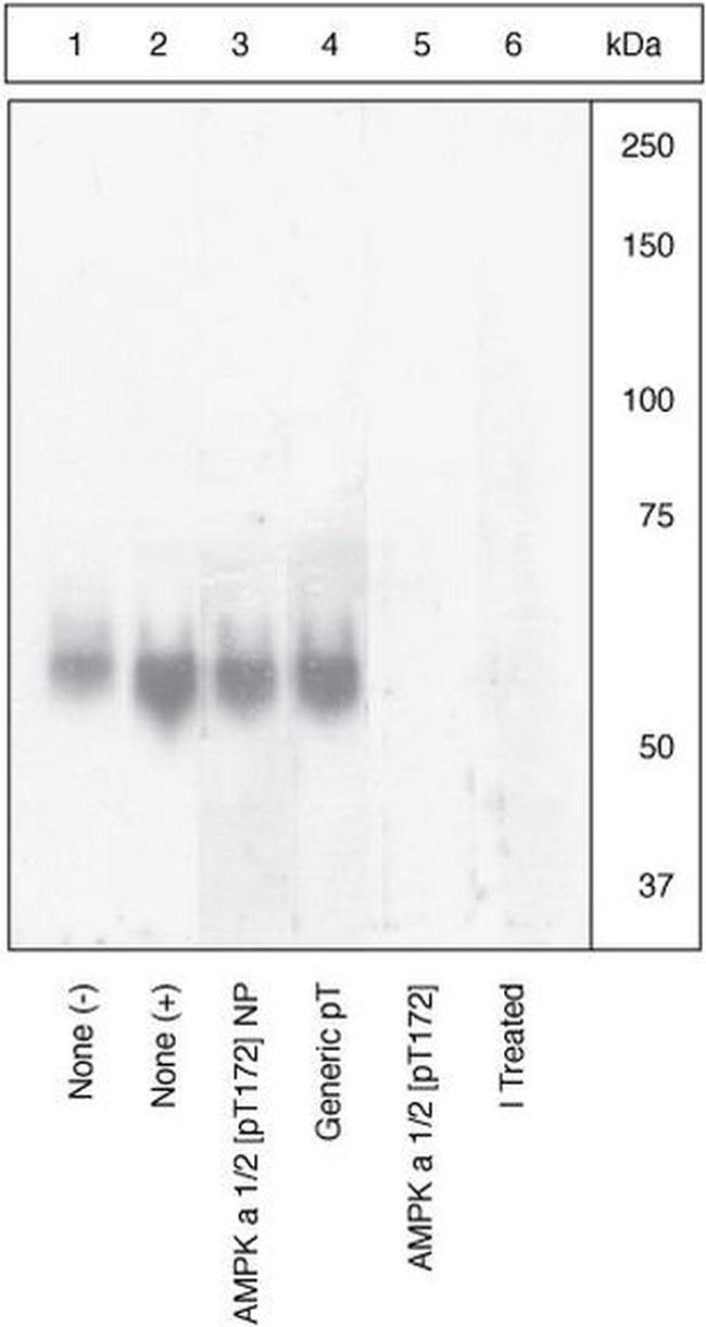 Phospho-AMPK alpha-1,2 (Thr183, Thr172) Antibody in Western Blot (WB)