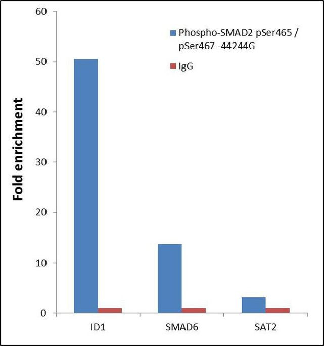 Phospho-SMAD2 (Ser465, Ser467) Antibody