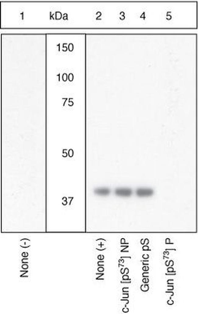 Phospho-c-Jun (Ser73) Antibody in Western Blot (WB)