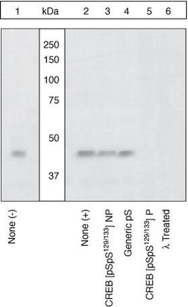 Phospho-CREB (Ser129, Ser133) Antibody in Western Blot (WB)