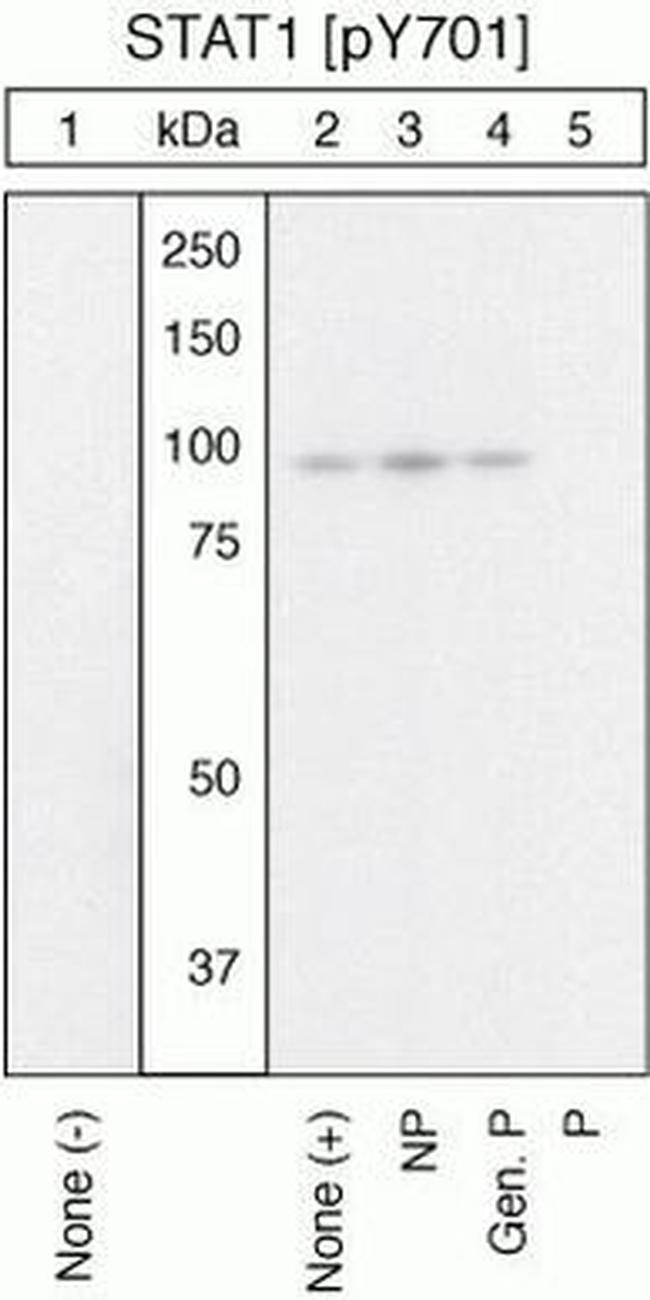 Phospho-STAT1 (Tyr701) Antibody in Western Blot (WB)