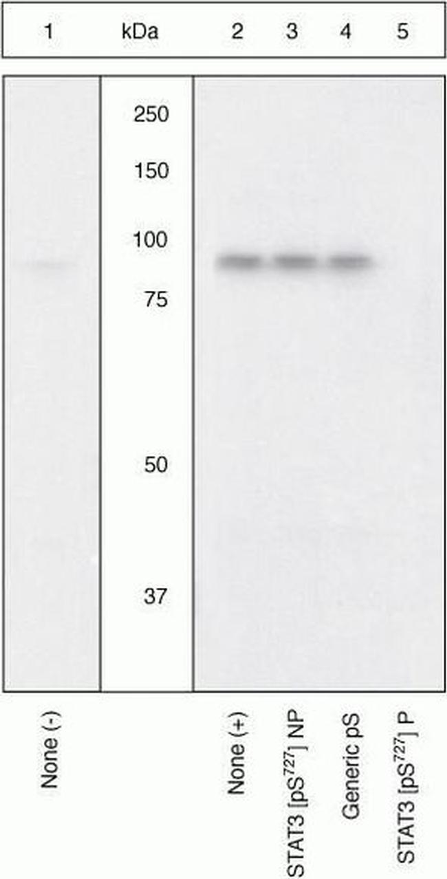 Phospho-STAT3 (Ser727) Antibody in Western Blot (WB)