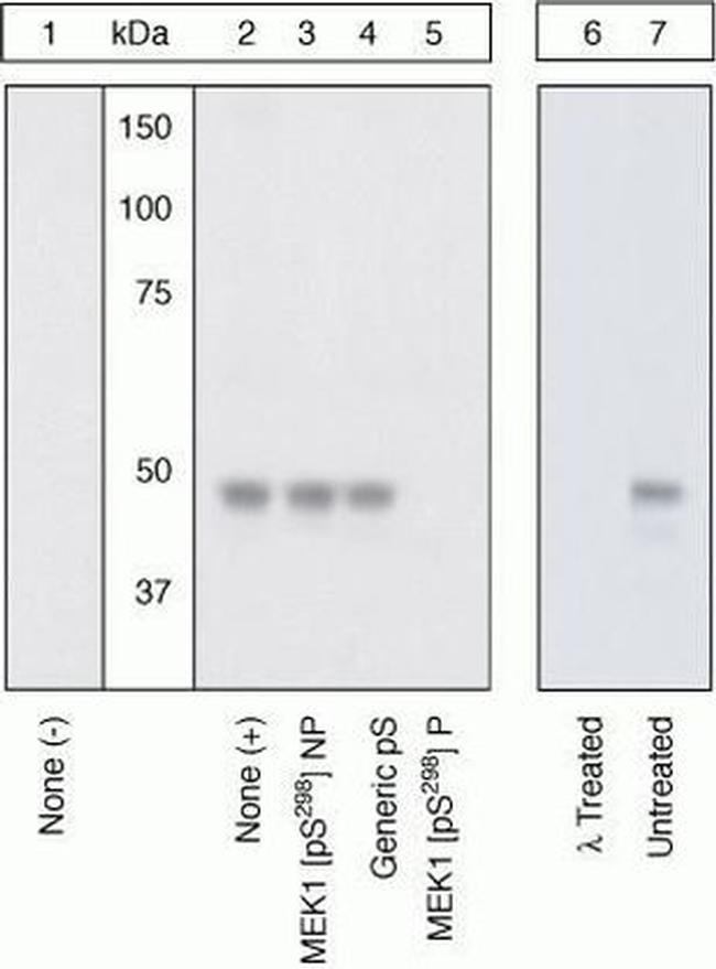 Phospho-MEK1 (Ser298) Antibody in Western Blot (WB)