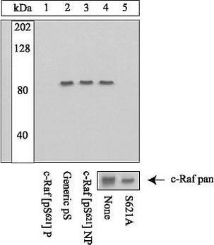 Phospho-c-Raf (Ser621) Antibody