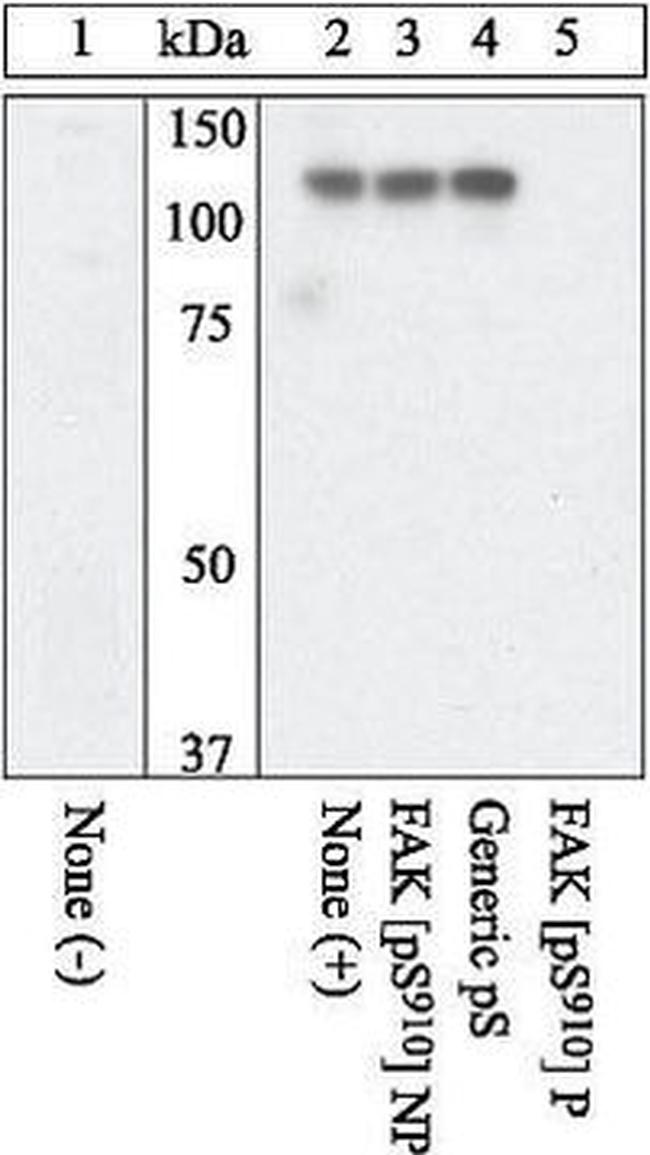 Phospho-FAK (Ser910) Antibody