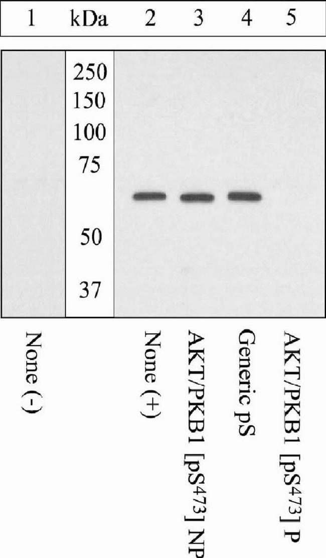 Phospho-AKT1 (Ser473) Antibody in Western Blot (WB)