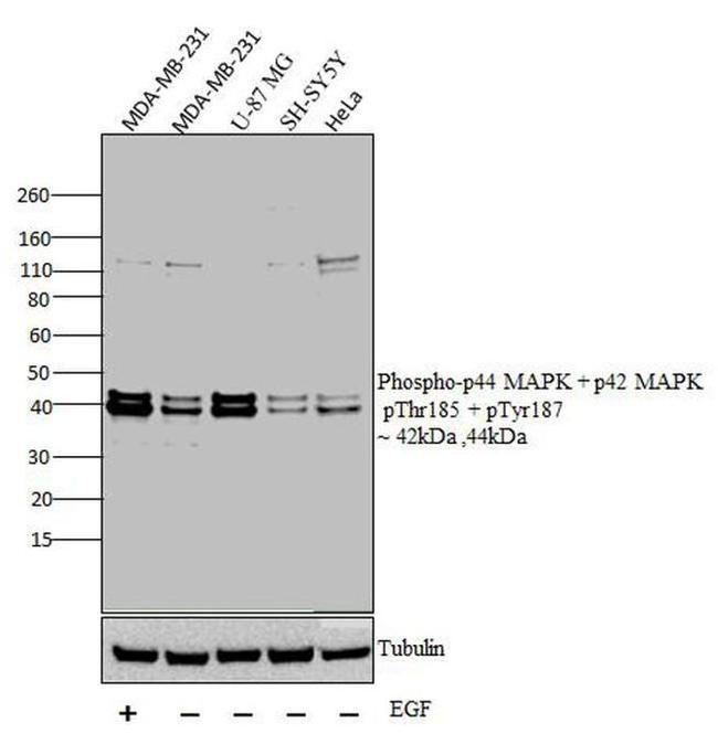 Phospho-ERK1/ERK2 (Thr185, Tyr187) Antibody in Western Blot (WB)