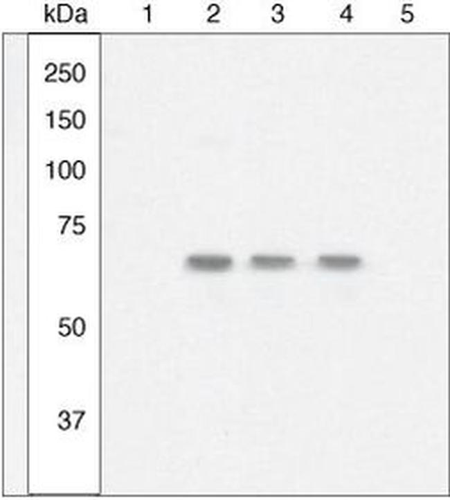 Phospho-NFkB p65 (Ser529) Antibody in Western Blot (WB)