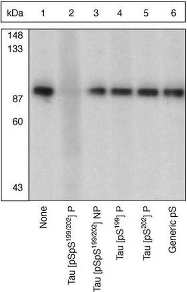 Phospho-Tau (Ser199, Ser202) Antibody in Western Blot (WB)