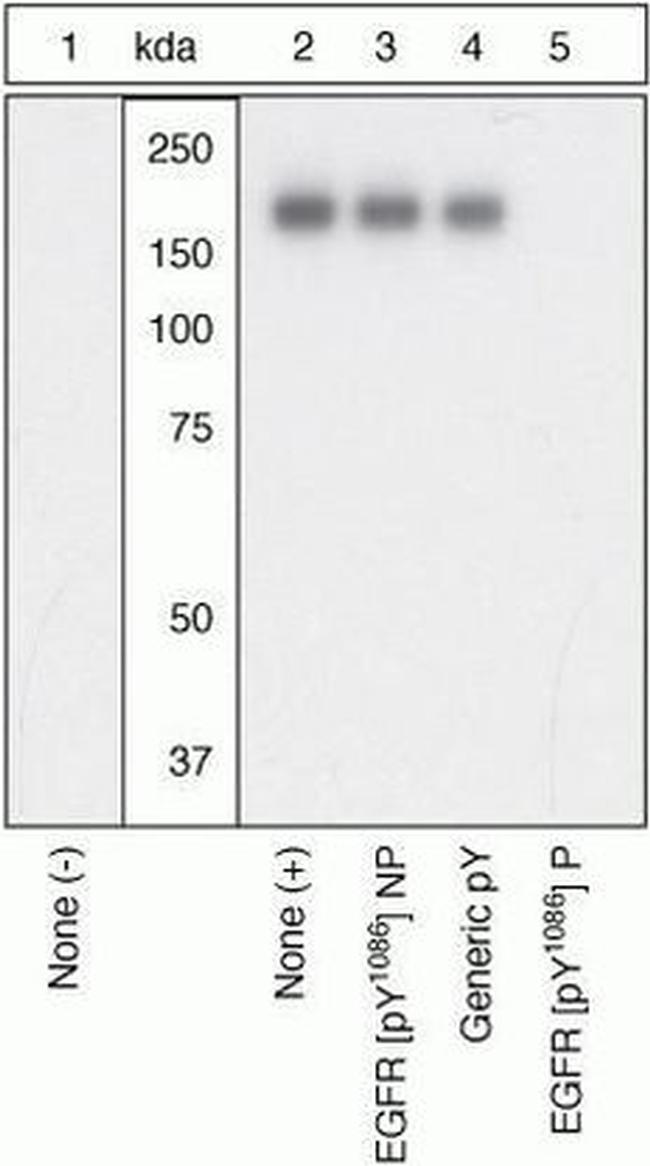 Phospho-EGFR (Tyr1086) Antibody in Western Blot (WB)