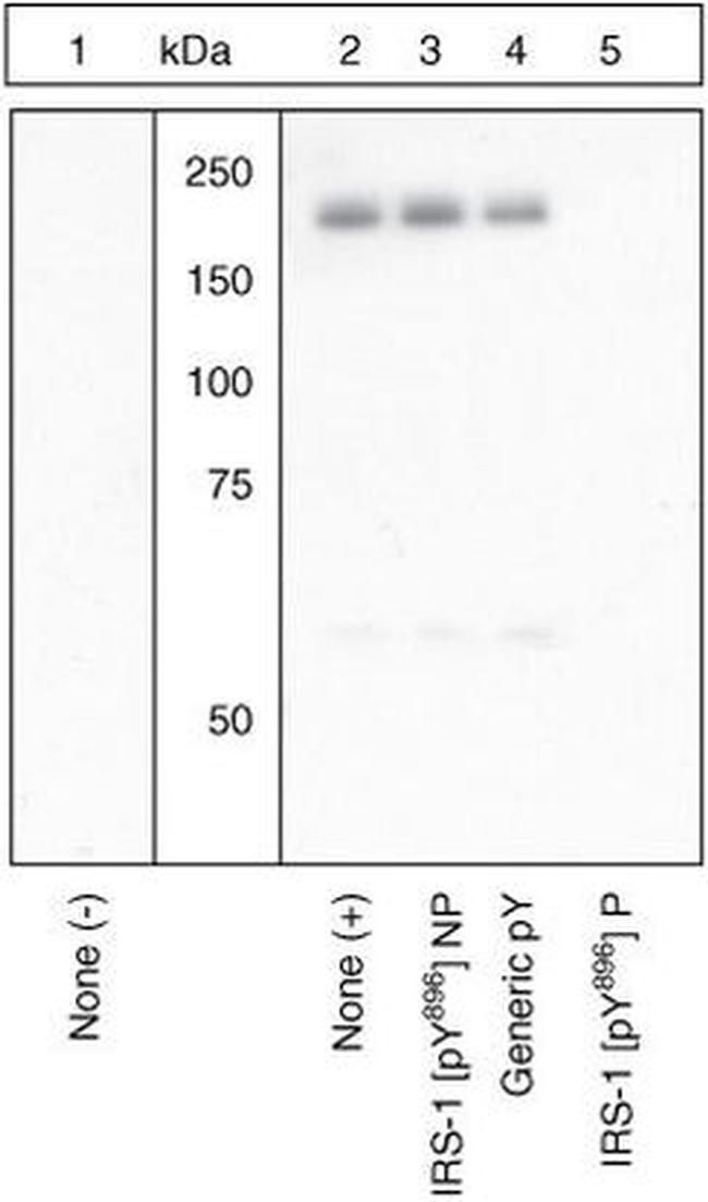 Phospho-IRS1 (Tyr896) Antibody in Western Blot (WB)