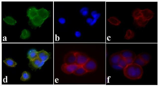 Phospho-PDGFRA/PDGFRB (Tyr572, Tyr574) Antibody in Immunocytochemistry (ICC/IF)