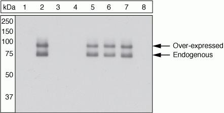 Phospho-Paxillin (Ser273) Antibody in Western Blot (WB)