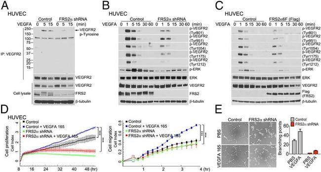 Phospho-VEGF Receptor 2 (Tyr1054, Tyr1059) Antibody in Western Blot (WB)