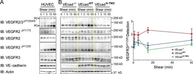 Phospho-VEGF Receptor 2 (Tyr1054, Tyr1059) Antibody in Western Blot (WB)