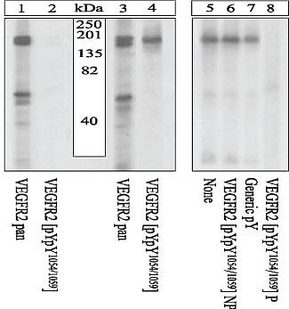 Phospho-VEGF Receptor 2 (Tyr1054, Tyr1059) Antibody in Western Blot (WB)