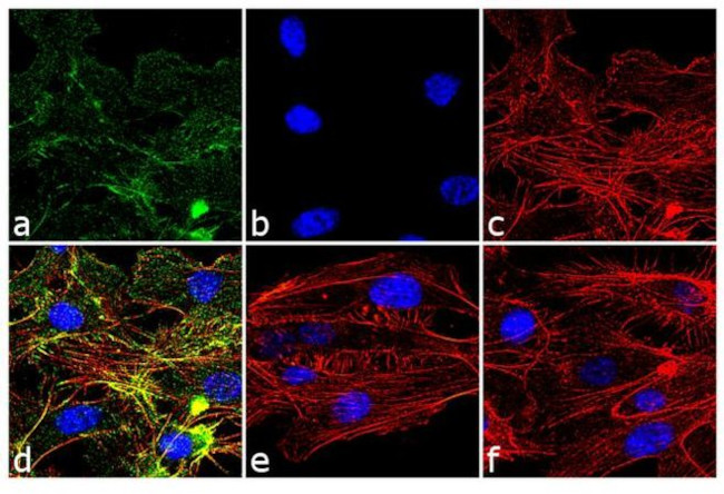 Phospho-VEGF Receptor 2 (Tyr1054, Tyr1059) Antibody in Immunocytochemistry (ICC/IF)