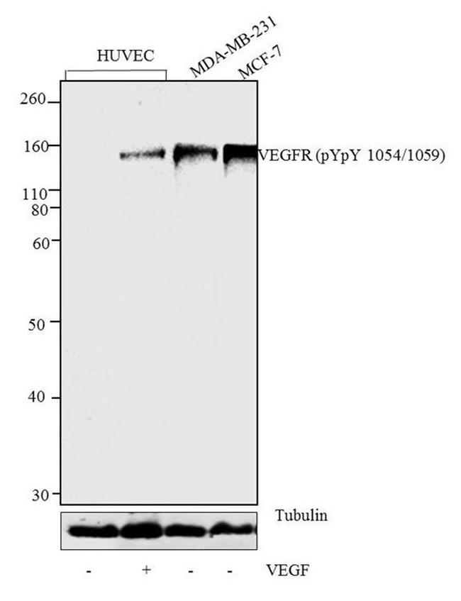 Phospho-VEGF Receptor 2 (Tyr1054, Tyr1059) Antibody in Western Blot (WB)