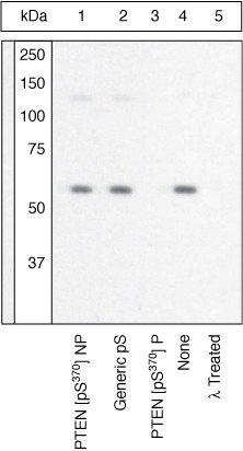 Phospho-PTEN (Ser370) Antibody in Western Blot (WB)